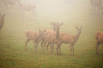 red deer