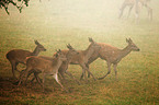 red deer