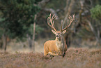 red deer