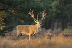 red deer