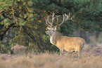 red deer