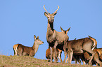 red deer