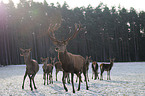 red deer