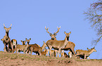 red deer