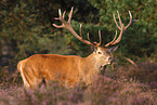 red deer