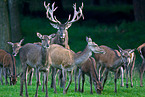 red deer