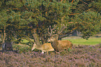 red deer