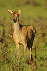 red deer