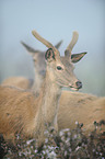red deer
