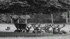 red deer