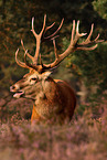 red deer