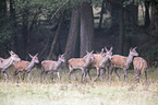 red deer