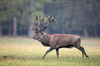 red deer