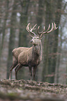 red deer