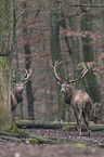 red deer