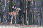 red deer