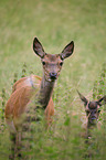 red deer