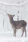 red deer