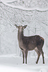 red deer