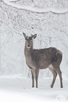 red deer
