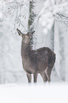 red deer