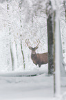 red deer