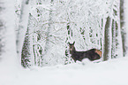 red deer