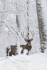 red deer