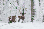 red deer