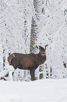 red deer