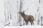 red deer