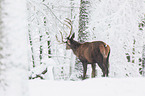 red deer