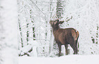 red deer