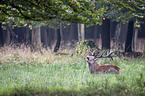 red deer