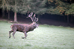 red deer