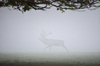 red deer