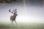 red deer