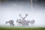 red deer