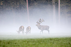 red deer