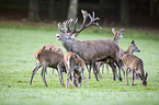 red deer