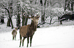 red deer