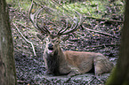 red deer