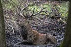 red deer