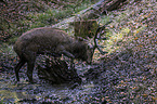 red deer
