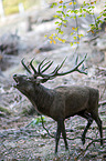 red deer