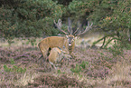 red deer