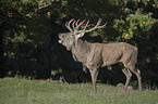 standing Red Deer