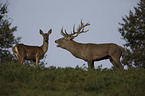 standing Red Deer