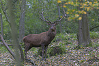 standing Red Deer