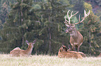 standing Red Deer